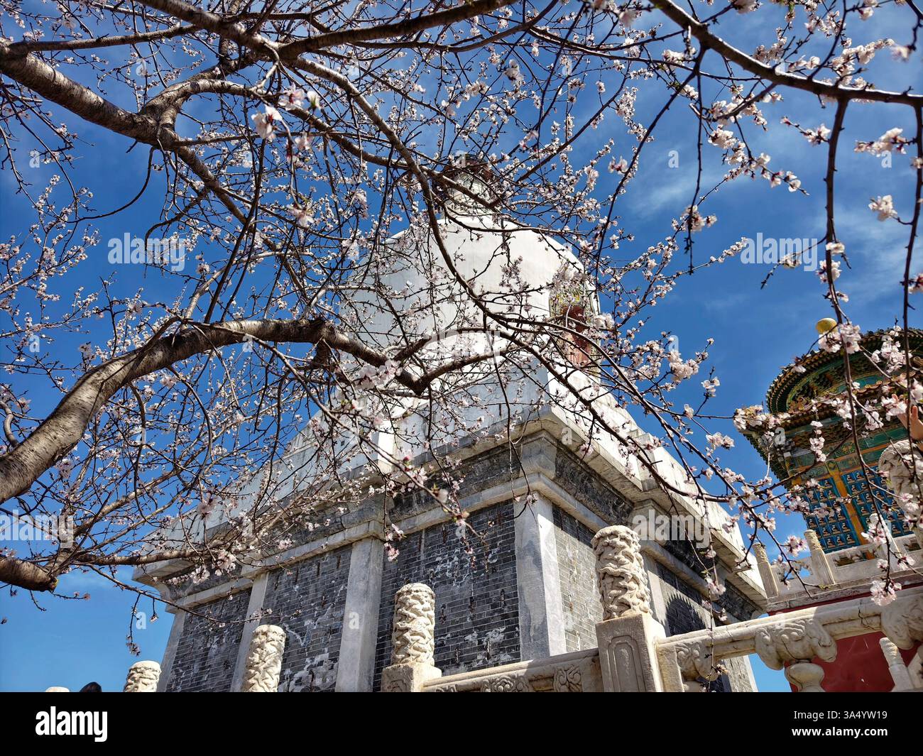 Pékin, Chine. 20 mars 2025. Cette photo prise avec un téléphone portable le 20 mars 2025 montre la Pagode blanche derrière les fleurs de pêche nouvellement fleuries au parc Beihai à Pékin, capitale de la Chine. L'équinoxe de printemps, ou Chunfen en chinois, le quatrième terme solaire du calendrier lunaire chinois, tombe le 20 mars de cette année. Crédit : Xu Jinquan/Xinhua/Alamy Live News Banque D'Images