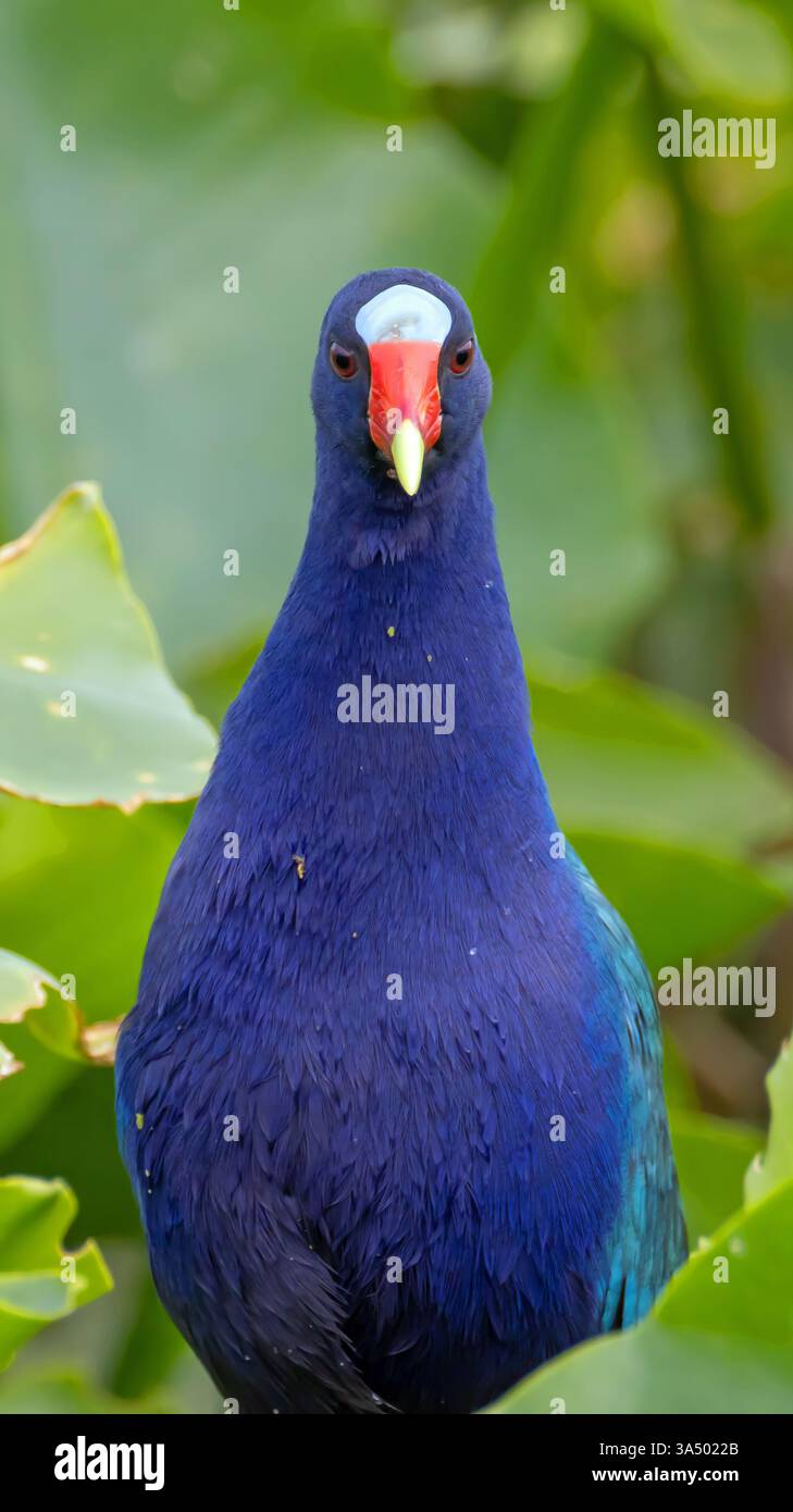 Gallinule violette avec plumage coloré dans les plantes aquatiques vertes dans les marais marécageux de Floride frappant de beaux oiseaux lumineux Banque D'Images