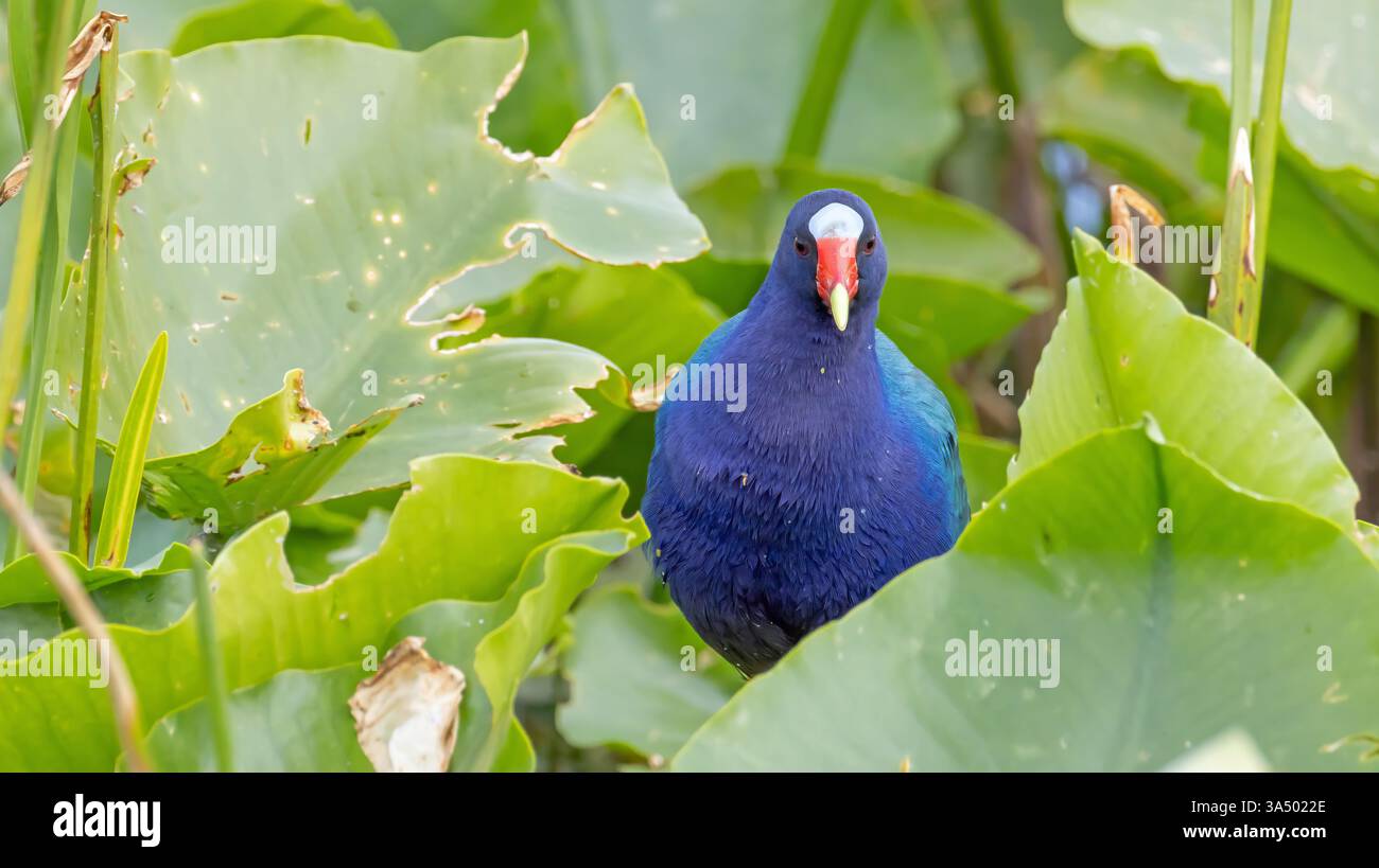 Gallinule violette avec plumage coloré dans les plantes aquatiques vertes dans les marais marécageux de Floride frappant de beaux oiseaux lumineux Banque D'Images