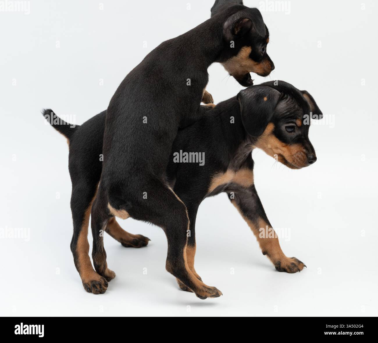 Deux doberman Pinscher chiot jouent sur fond blanc de studio Banque D'Images
