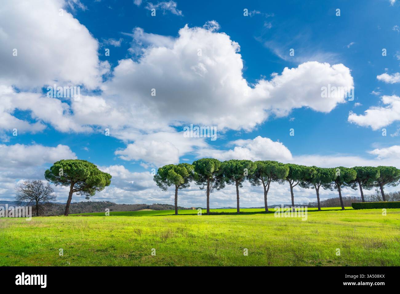 Rangée de pins et prairie verte avec un beau ciel nuageux en arrière-plan. Un pin détaché des autres. Paysage à Castellina Scalo, Banque D'Images
