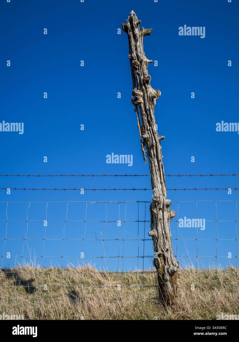 Un poteau de clôture altérée sous 'Near Howe', Mungrisdale, Lake District, Royaume-Uni Banque D'Images