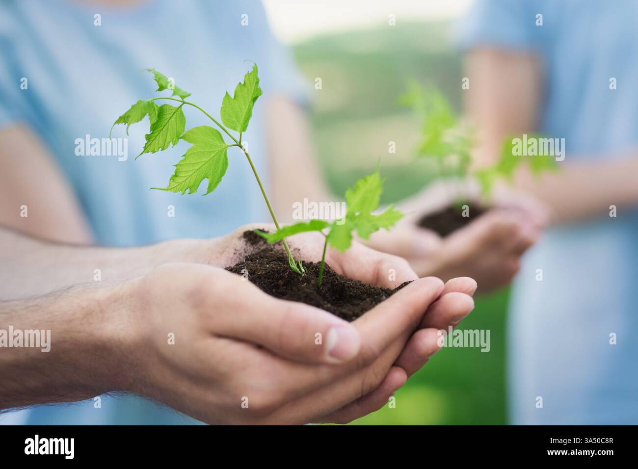 Les mains de bénévoles bercent les jeunes pousses pour symboliser l'écologie et la croissance. La scène met l'accent sur le travail d'équipe, le bénévolat et la protection de l'environnement. Banque D'Images