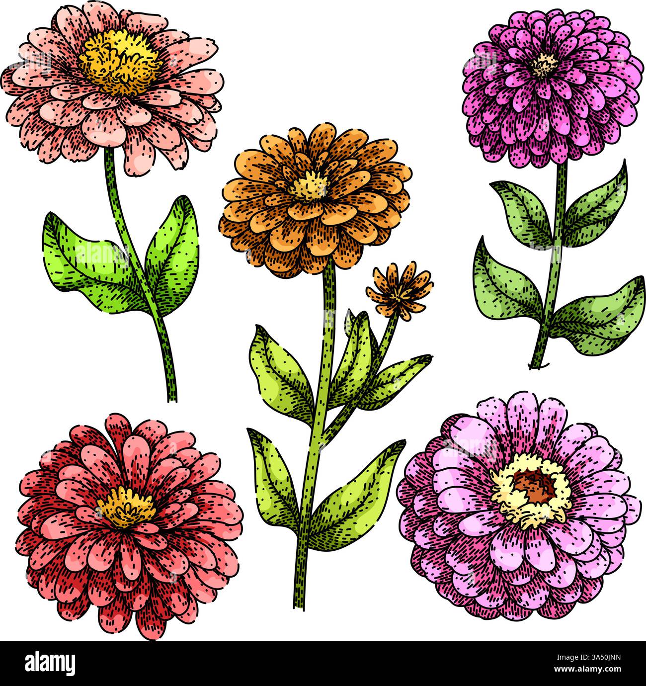 zinnia a défini le vecteur dessiné à la main Illustration de Vecteur