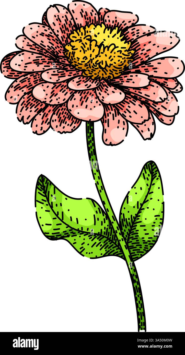 vecteur dessiné à la main par esquisse annuelle de zinnia Illustration de Vecteur