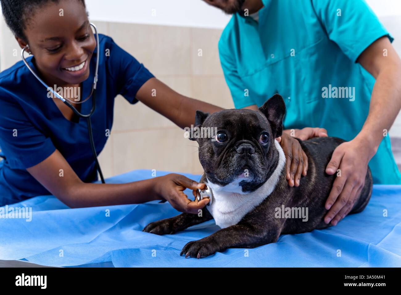 Les vétérinaires examinent un chien dans une clinique vétérinaire, mettant en valeur les soins cliniques et les diagnostics pour animaux de compagnie. La scène met l'accent sur la médecine préventive et le bien-être animal compatissant dans un cadre médical professionnel. Banque D'Images