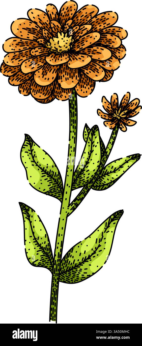 fleur zinnia esquisse vecteur dessiné à la main Illustration de Vecteur