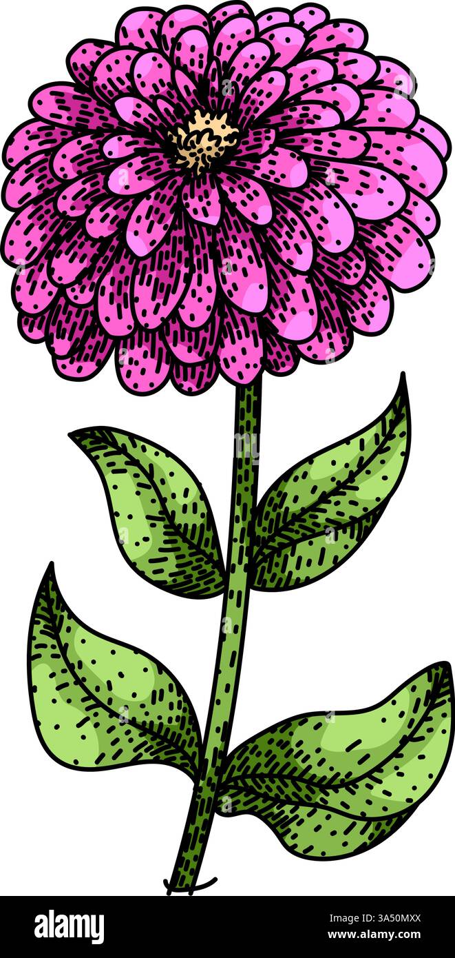 bloom zinnia esquisse vecteur dessiné à la main Illustration de Vecteur