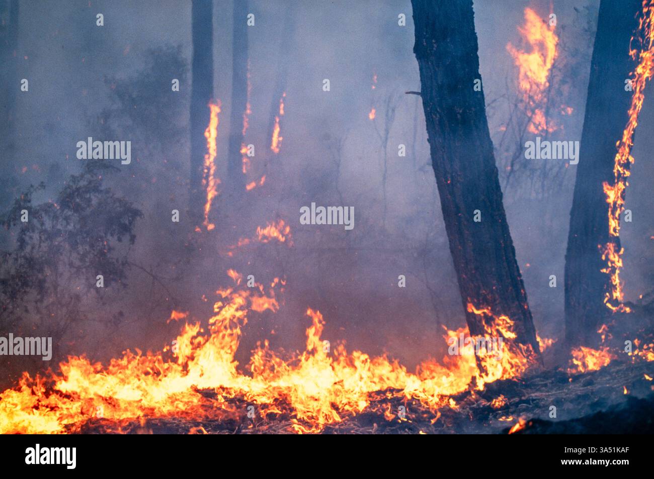Des sous-bois et des arbres brûlent dans un feu de forêt sur une colline à l'extérieur de Guatemala City, Guatemala. Banque D'Images
