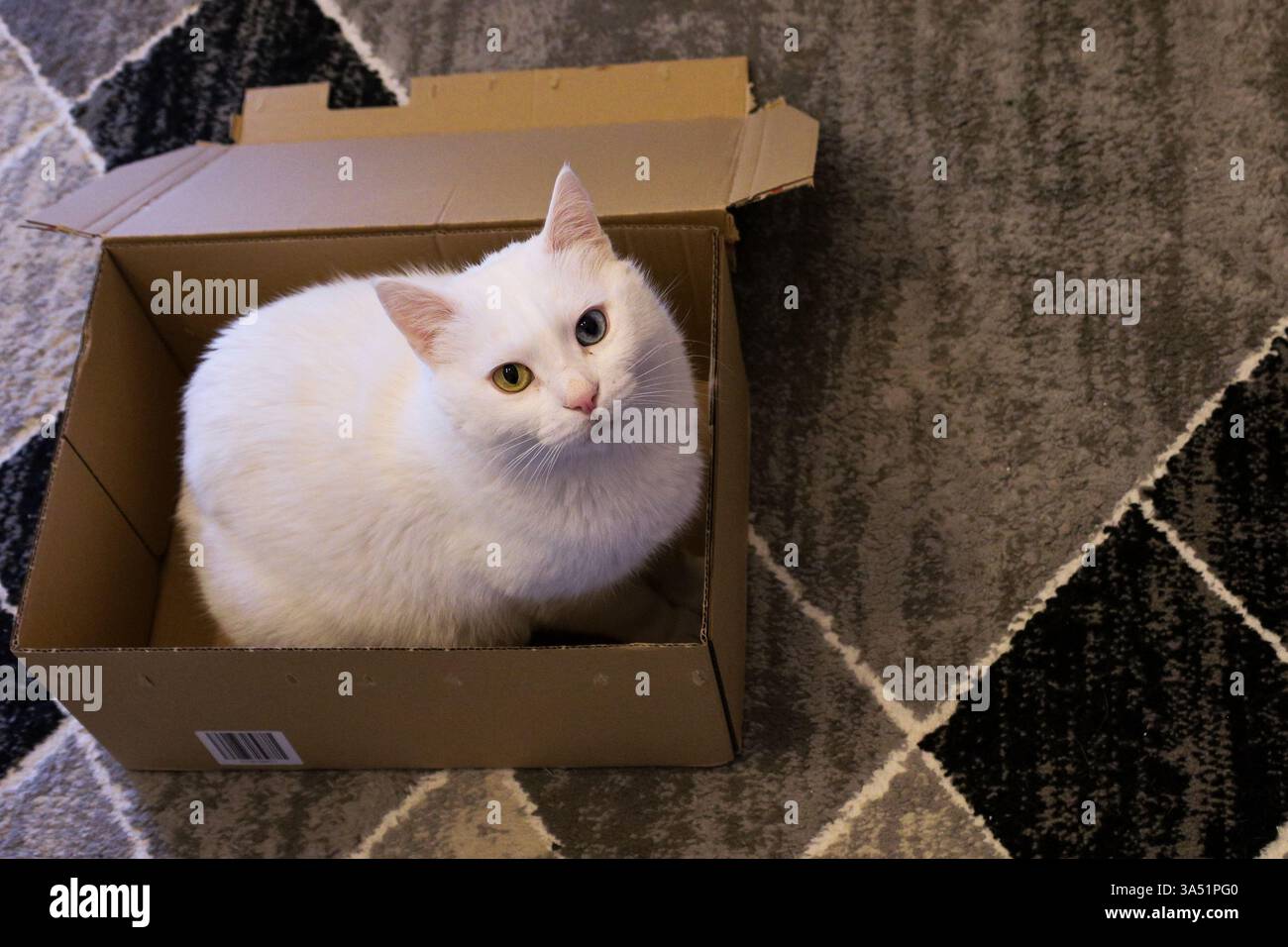 Un chat blanc moelleux avec hétérochromie, un œil jaune et un œil bleu, confortablement assis dans une boîte en carton. Banque D'Images