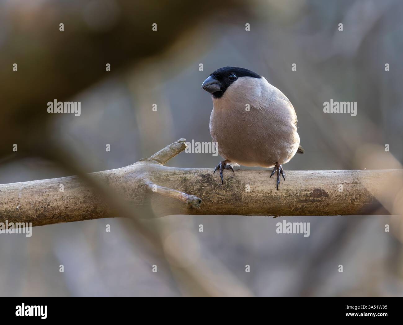 Bouvreuil commun Banque D'Images