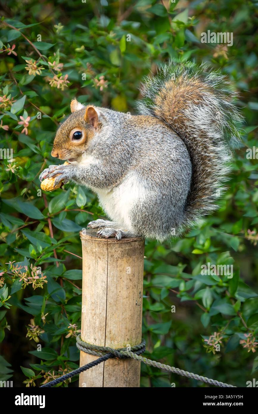 Gros plan d'un écureuil gris perché sur un poteau en bois à Holland Park, Londres, tenant une arachide. Adorable moment de la faune avec queue moelleuse et gre luxuriant Banque D'Images