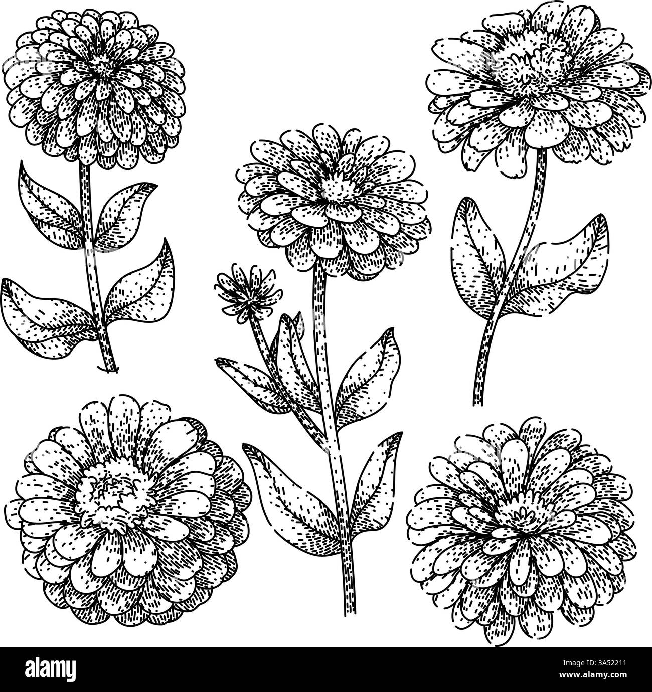 zinnia a défini le vecteur dessiné à la main Illustration de Vecteur