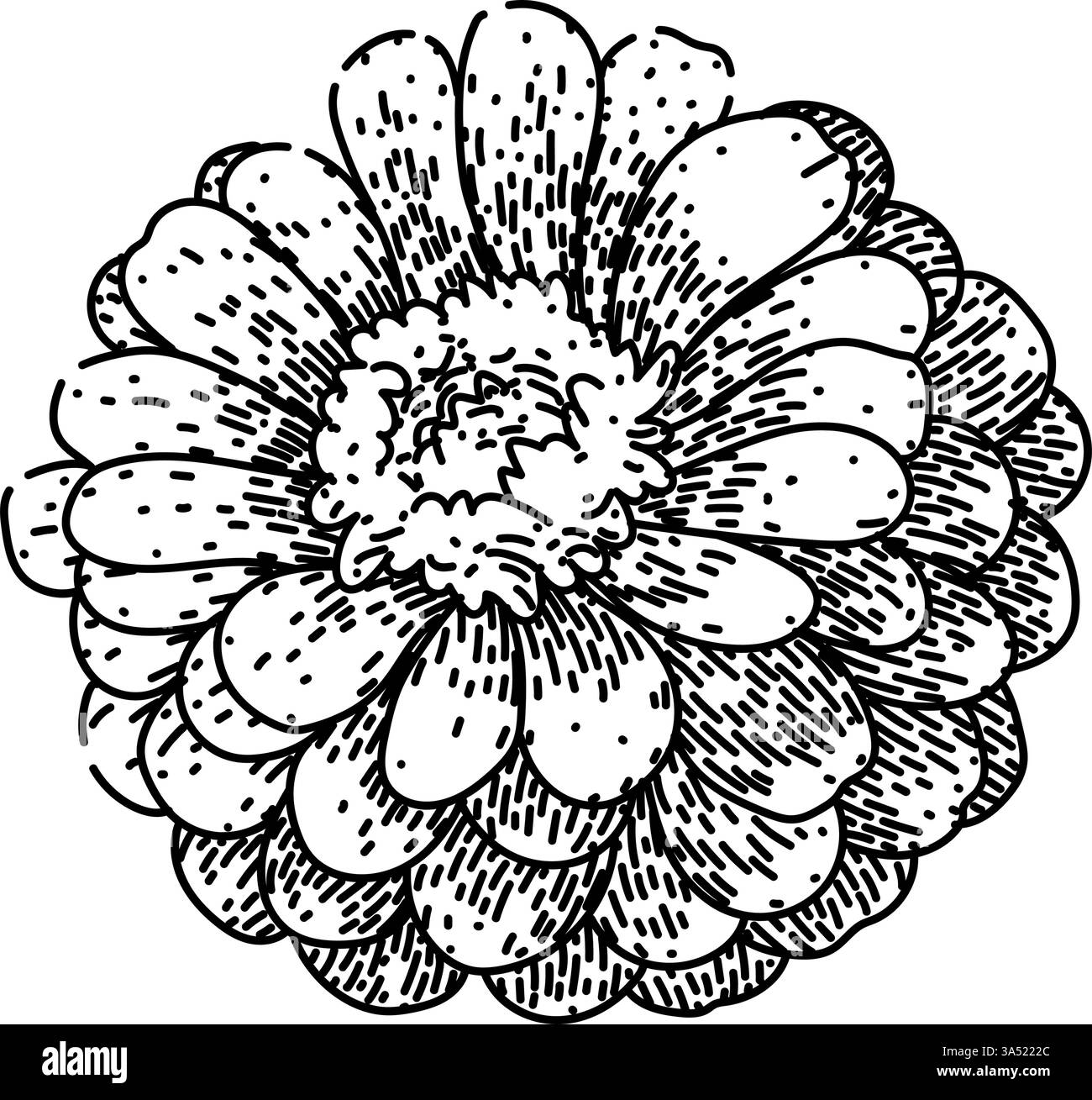 jardin zinnia esquisse vecteur dessiné à la main Illustration de Vecteur