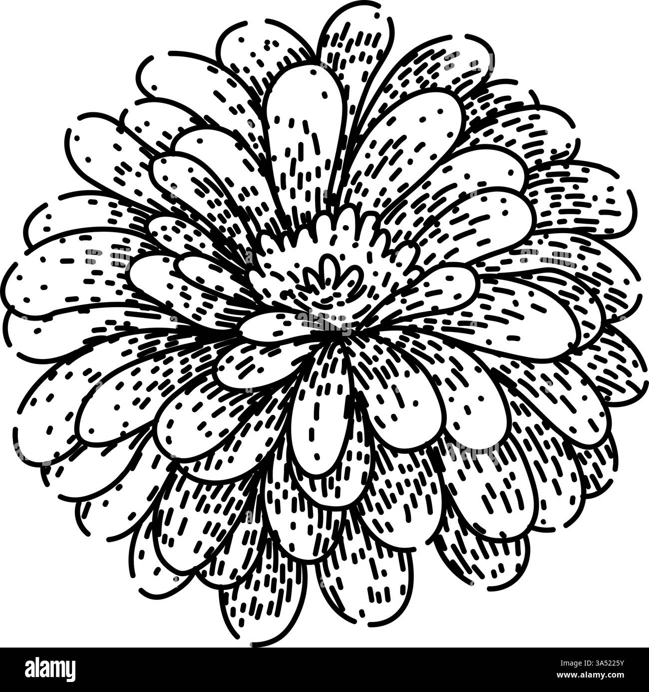 vecteur dessiné à la main par le dessin de zinnia coloré Illustration de Vecteur