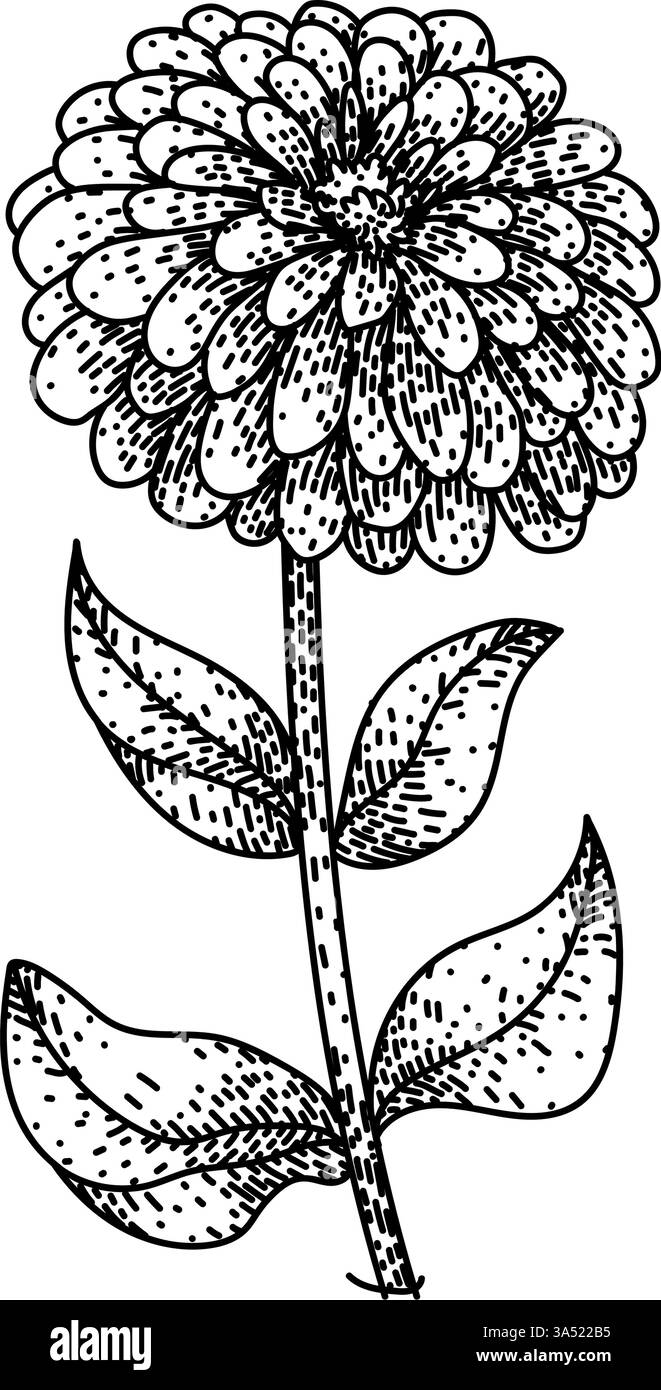 bloom zinnia esquisse vecteur dessiné à la main Illustration de Vecteur