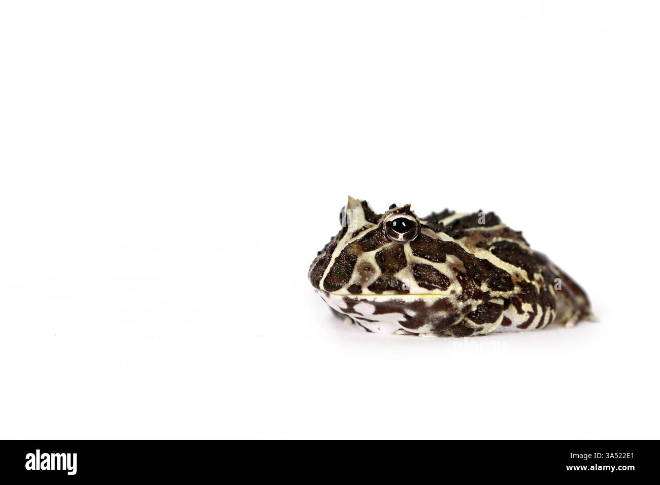 La grenouille cornue d'Argentine Banque D'Images