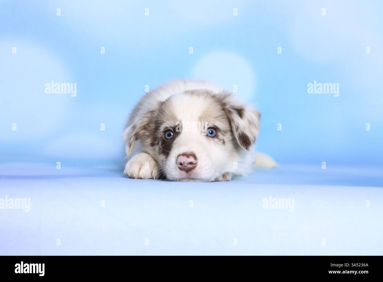 Chiot Border Collie Banque D'Images