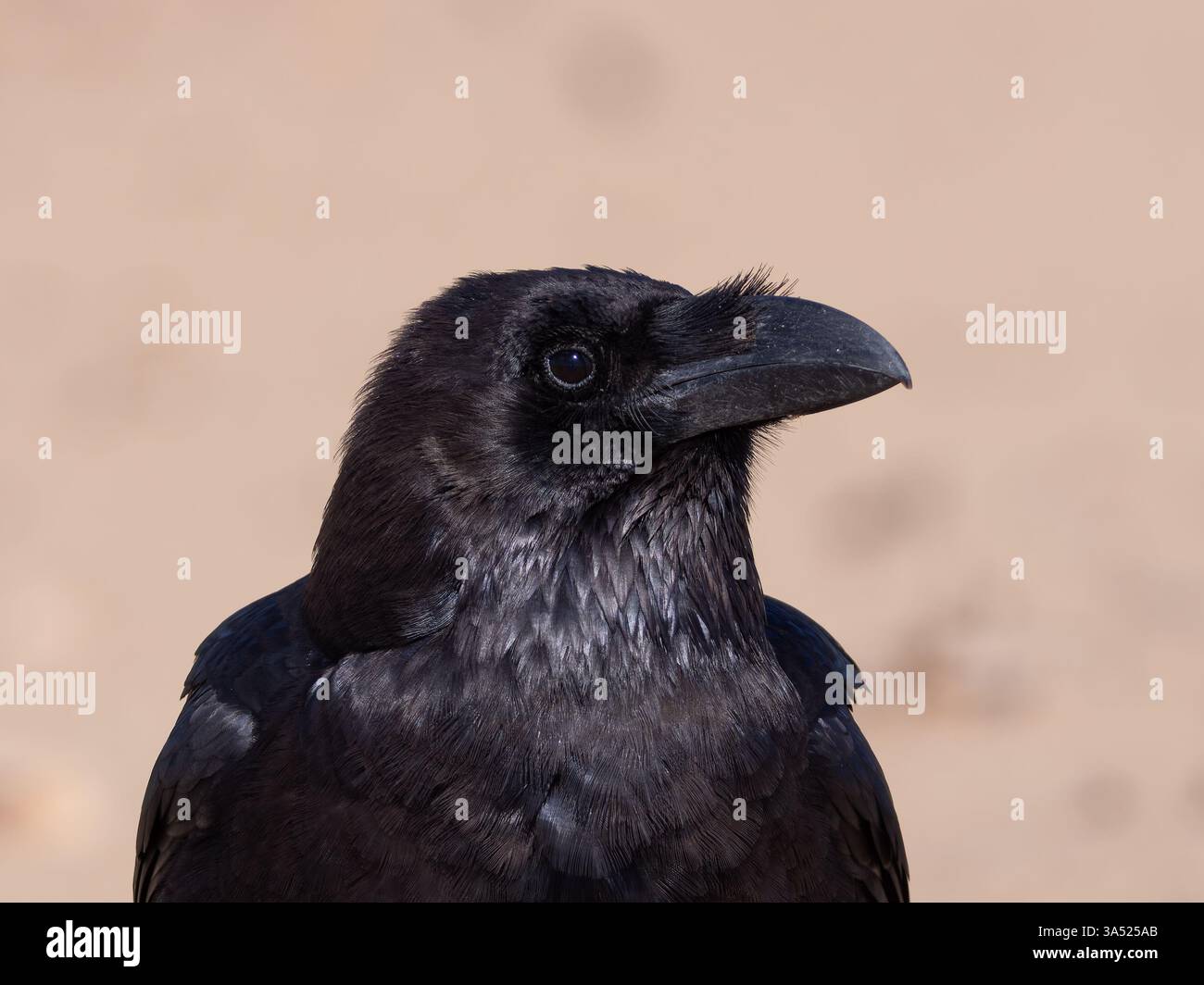 Corbeau commun ou corbeau du nord, Corvus corax Banque D'Images