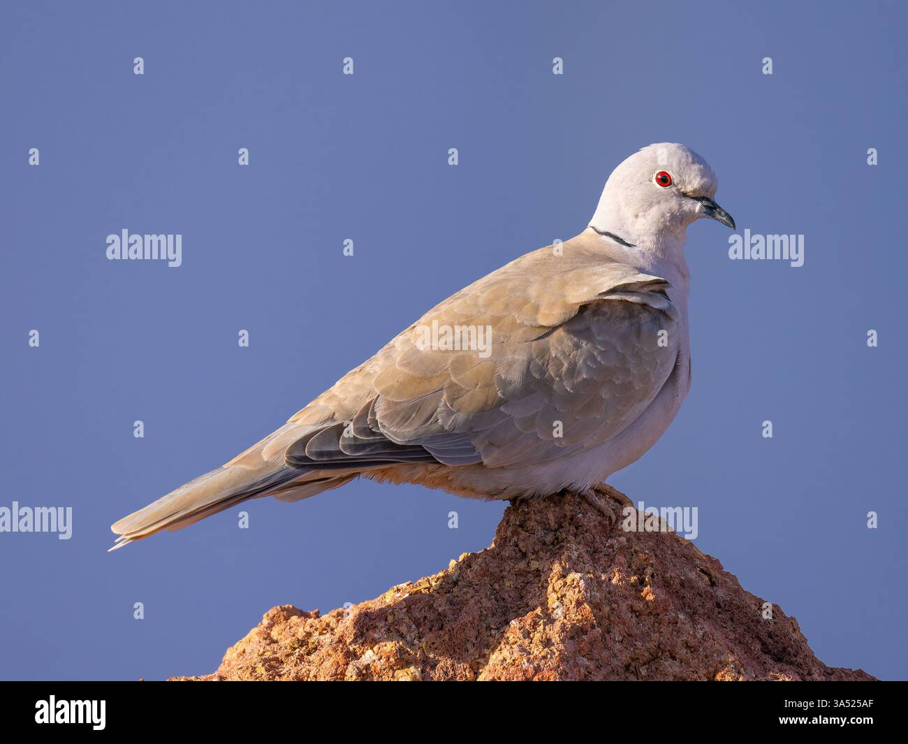 Une colombe eurasienne à collier, Streptopelia decaocto, perchée sur un rocher. Banque D'Images
