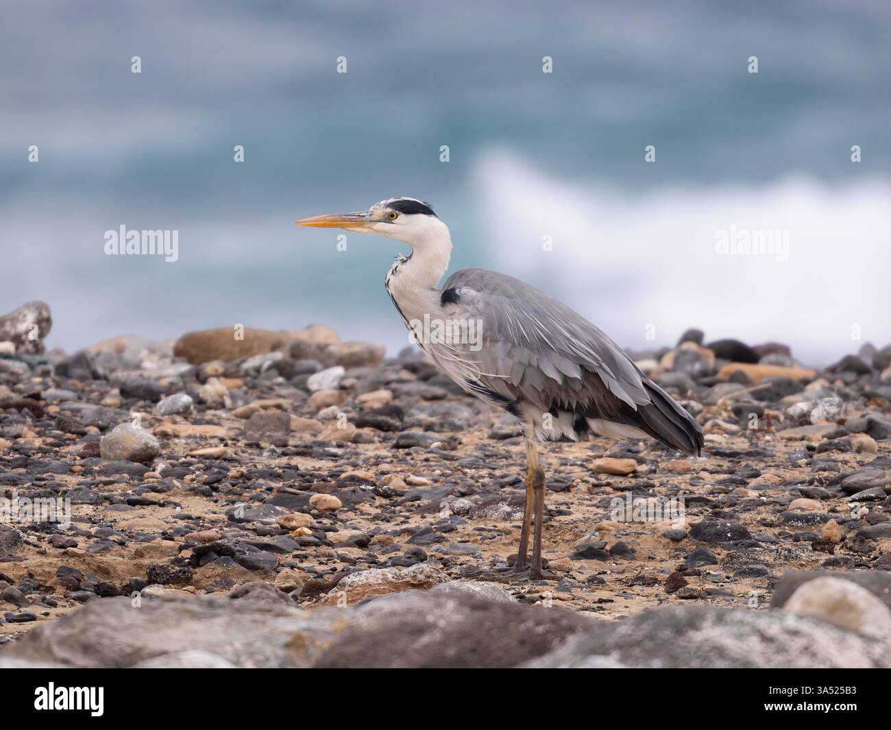 Un héron gris, Ardea cinerea, chassant sur une plage. Banque D'Images