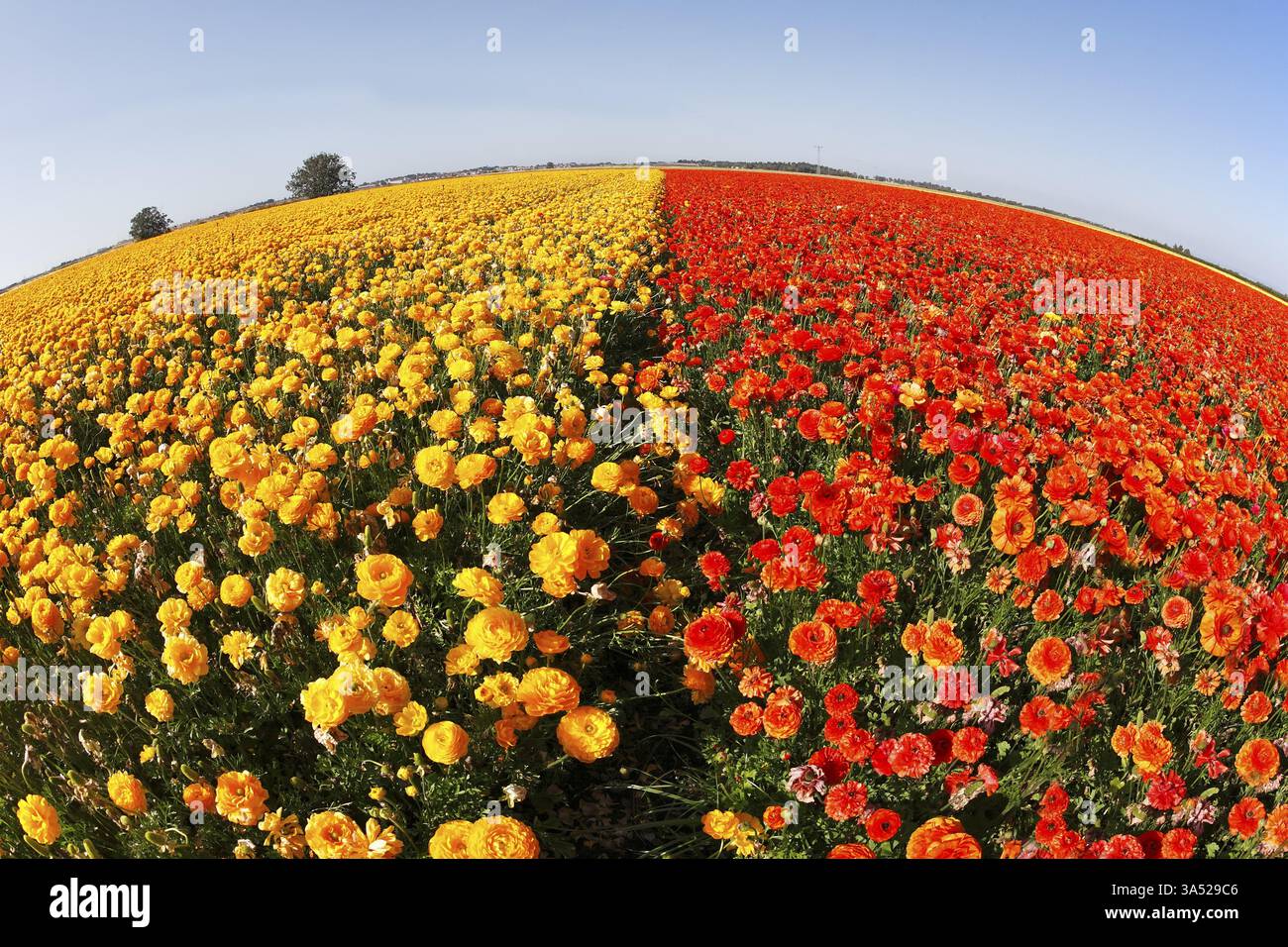 Magnifique champ de papillons jaunes et rouges sur un coucher de soleil, photographié par un objectif le Fish eye Banque D'Images