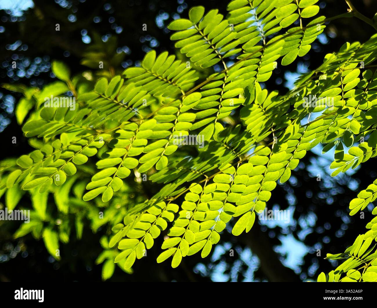 Belles feuilles vertes éclairées par le soleil en été - Image de stock capturée avec un smartphone