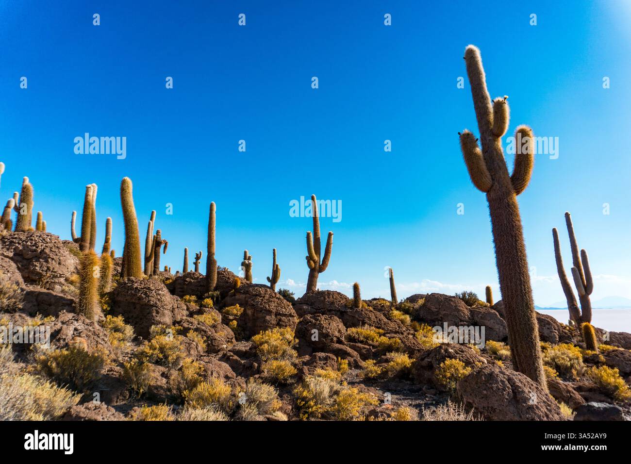 Vue imprenable sur l'île d'Incahuasi à Salar de Uyuni, Bolivie, entourée par des vallées salines blanches sans fin et d'imposants cactus Banque D'Images