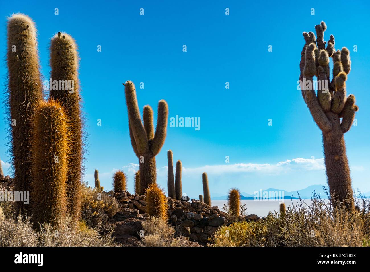 L'île d'Incahuasi au milieu des Salt Flats d'Uyuni, Bolivie, avec Trichocereus Cacti géant et un paysage désertique époustouflant Banque D'Images