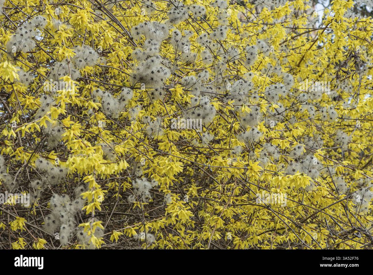 Clematis (Clematis vitalba), têtes de graines en Forsythie (Forsythia x intermedia), Rhénanie-Palatinat, Allemagne, Europe Banque D'Images