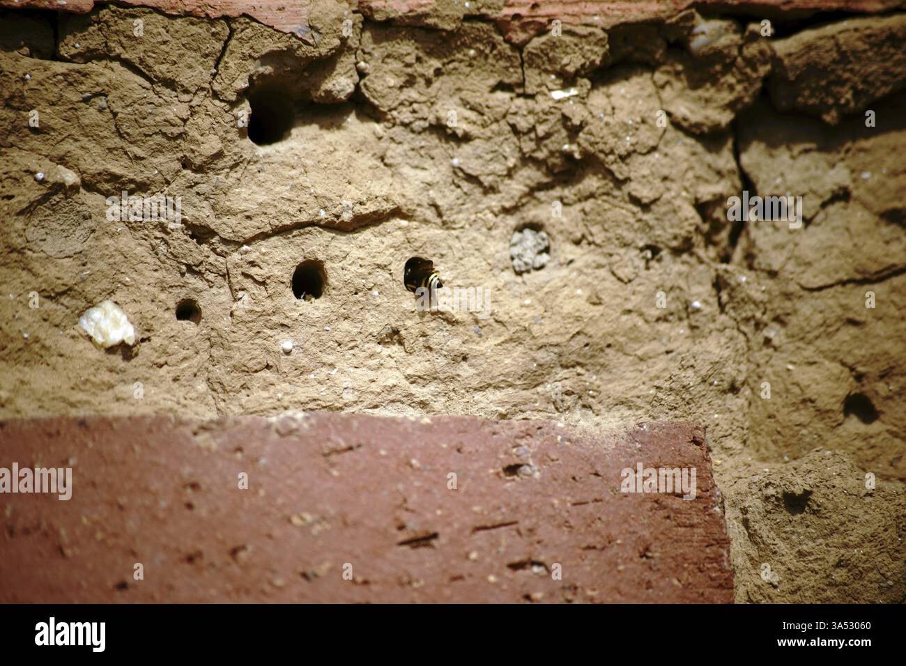 Une guêpe grimpe dans un tube de reproduction d'un hôtel d'insectes fait d'argile et de roseaux Banque D'Images