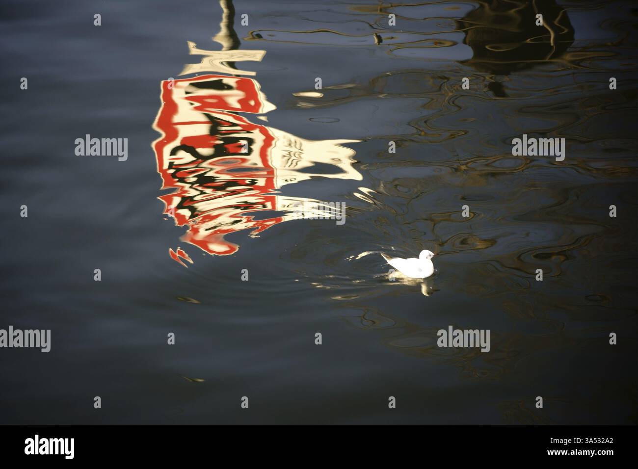 Réflexion déformée d'un panneau de signalisation à la surface de l'eau à travers laquelle une mouette nage Banque D'Images