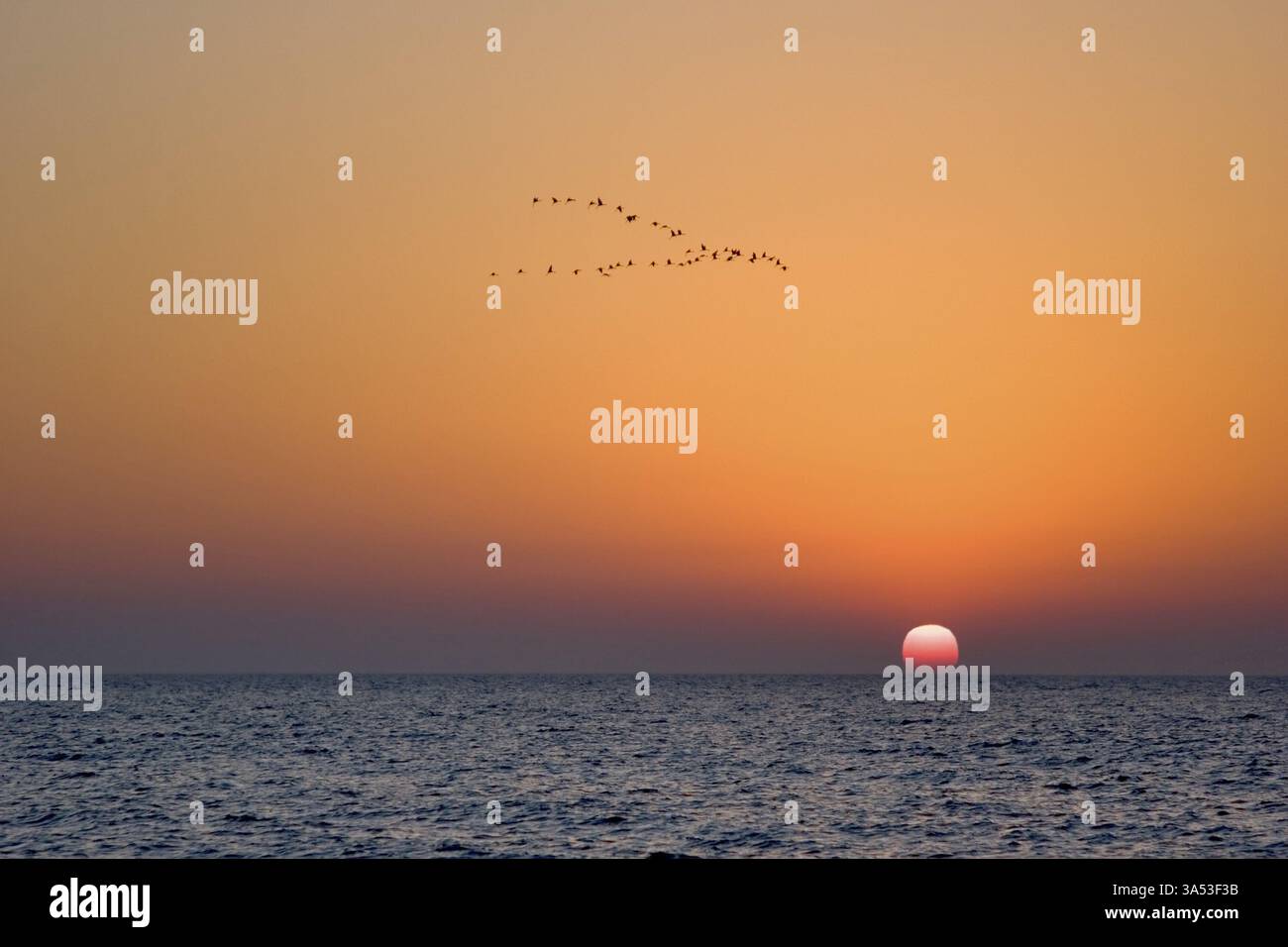 Vol des oiseaux de passage sur un coucher de soleil au-dessus de la mer Méditerranée Banque D'Images