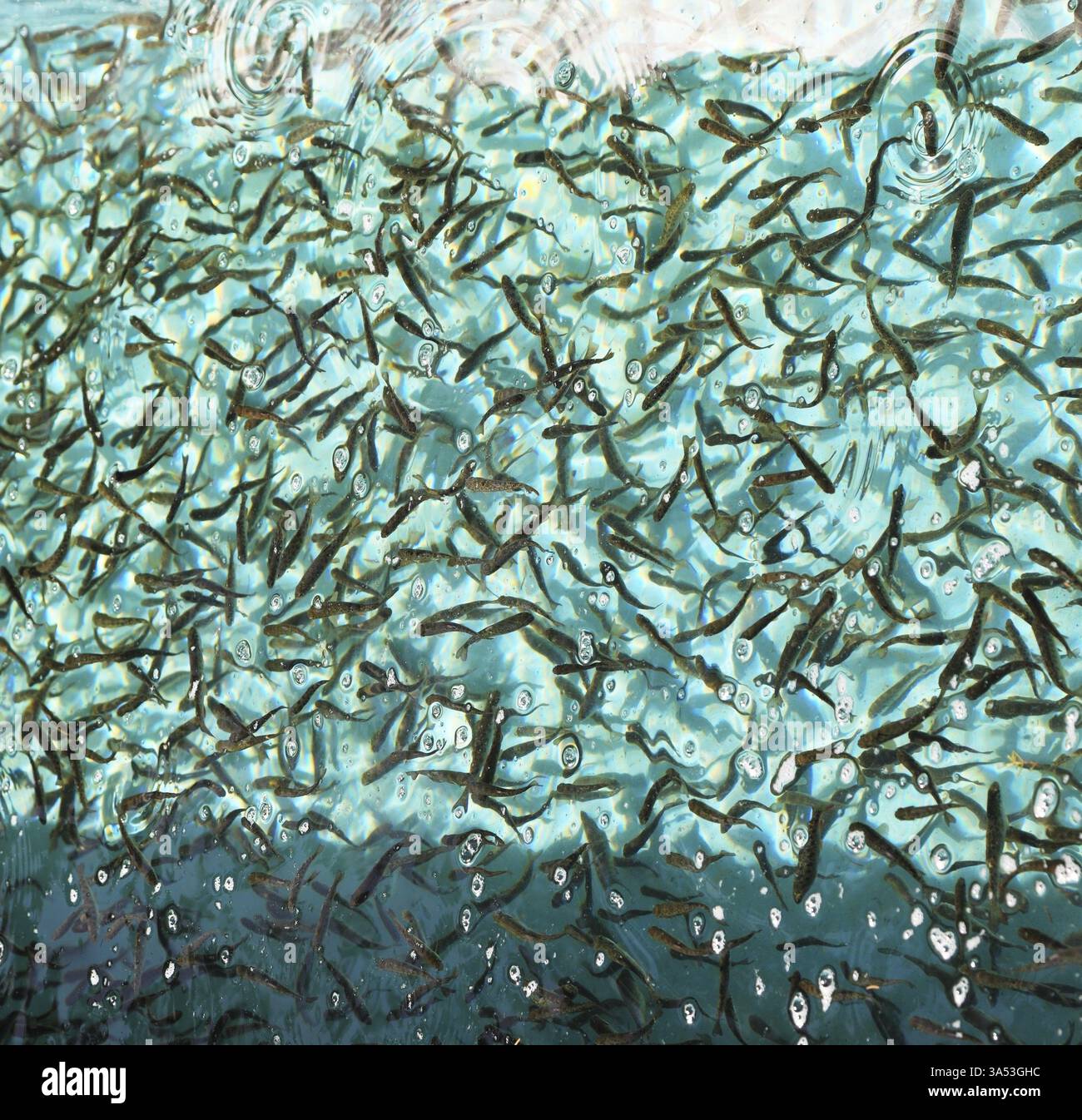 Le troupeau de petits poissons dans un grand aquarium. Dans l'eau, des taches de lumière réfléchies Banque D'Images