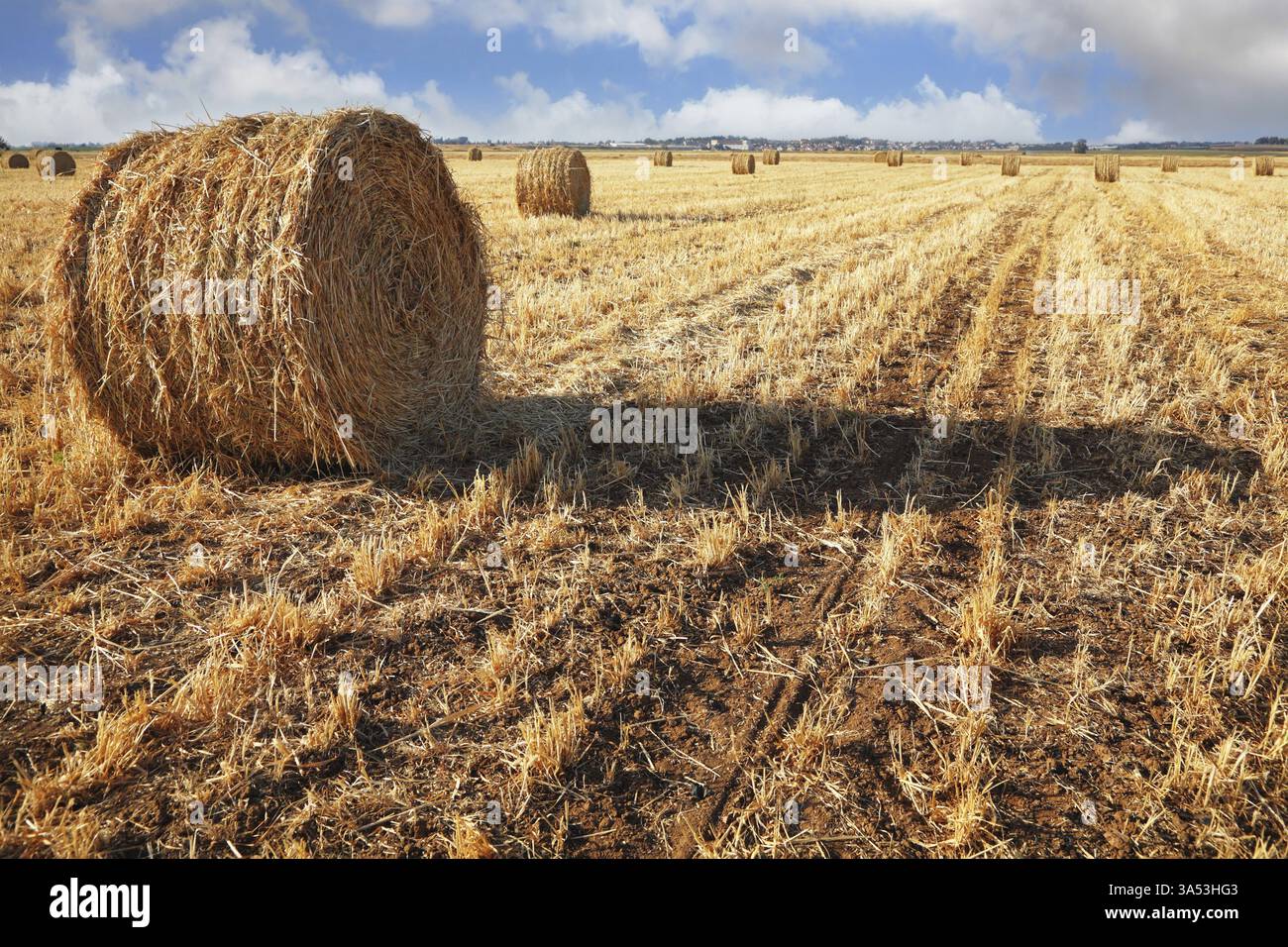 Champ après récolte. Des piles de blé récolté sont laissées pour le séchage sous le soleil doux. Coucher de soleil Banque D'Images