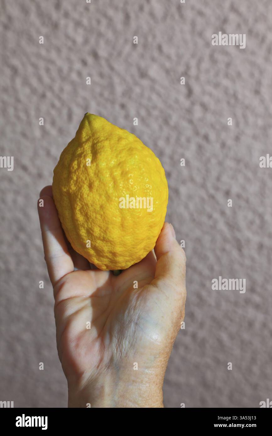 Fête juive - Sukkot. Fruit rituel - etrog dans une main féminine Banque D'Images