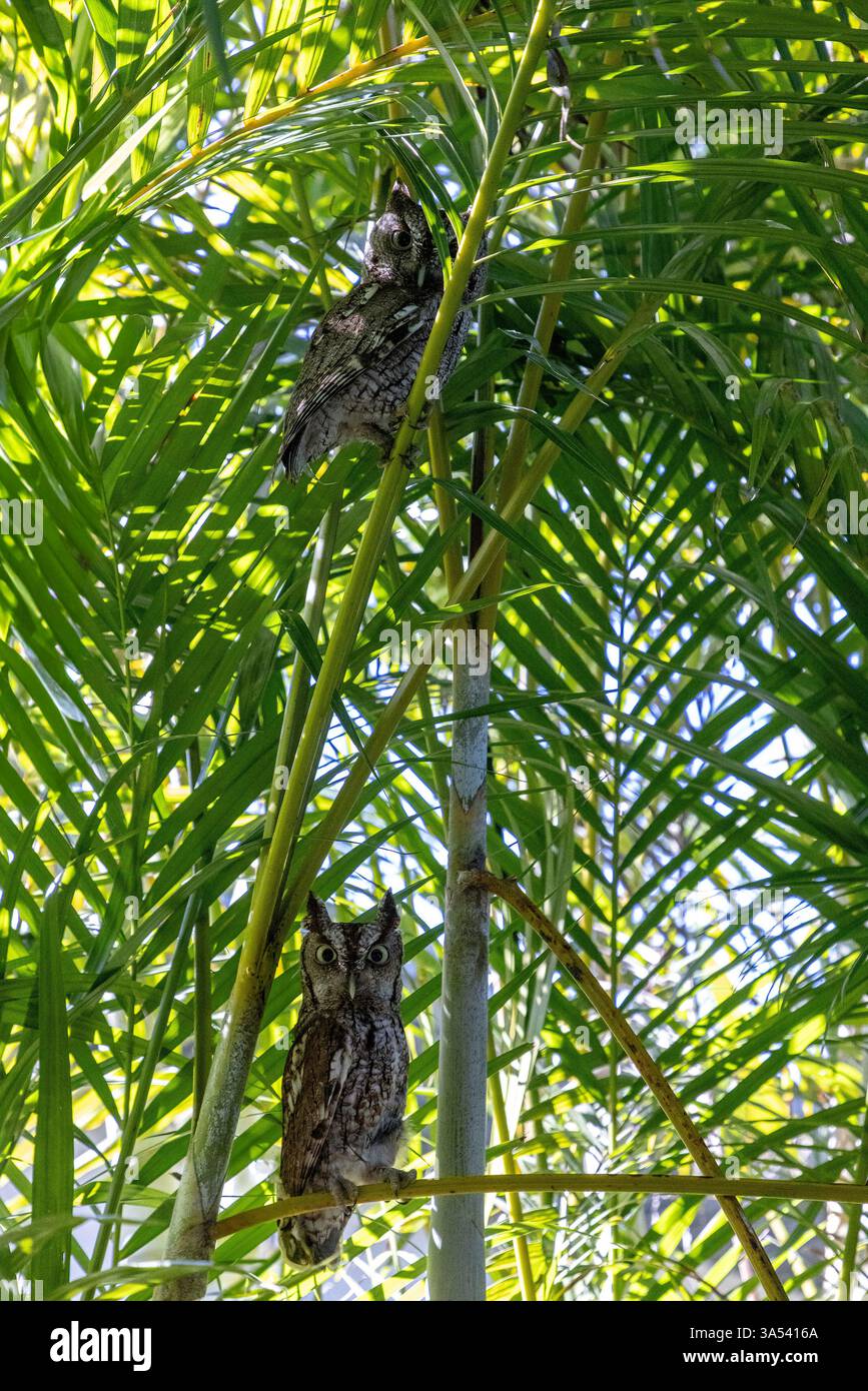 Couples accouplés de choux de l'est perchés sur des frondes de palmier d'areca dans le sud-ouest de la Floride au printemps. Banque D'Images