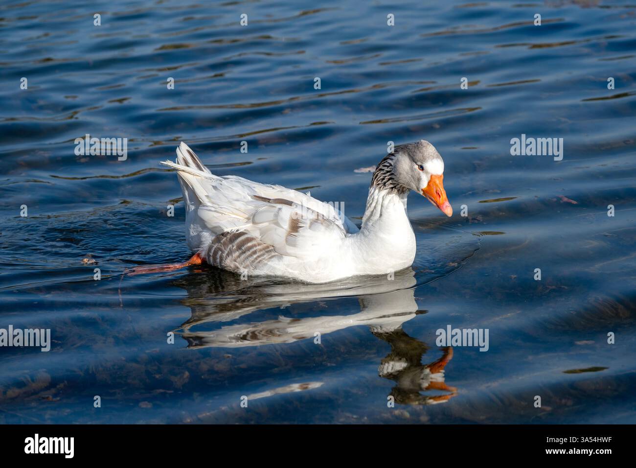 Graceful Glide – oie blanche sur des eaux calmes Banque D'Images