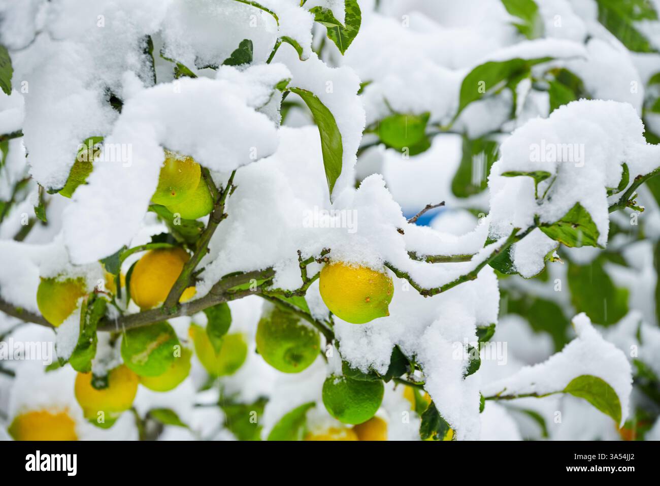 Détail d'un citronnier sous une épaisse couche de neige Banque D'Images
