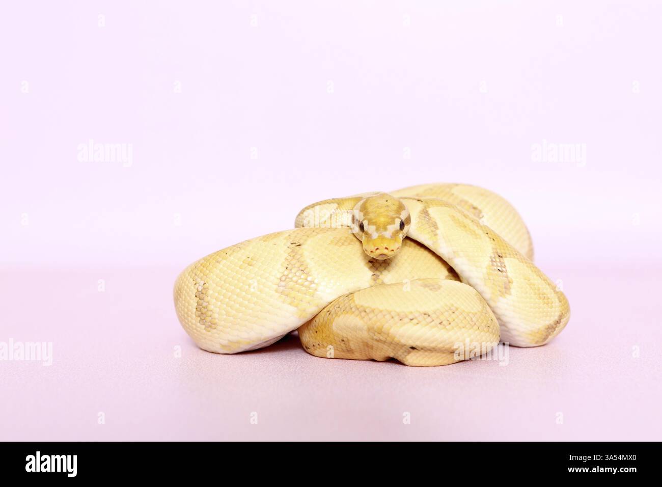 balle python banane pastel Banque D'Images