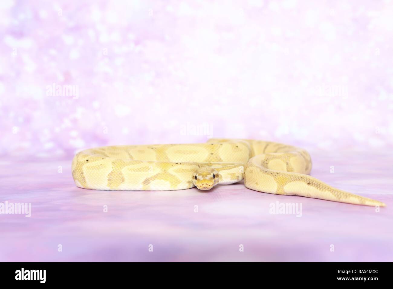 balle python banane pastel Banque D'Images