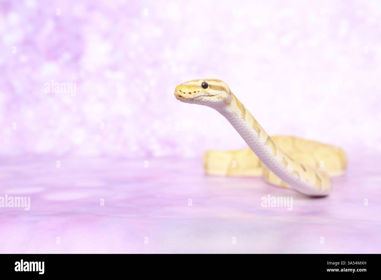 balle python banane pastel Banque D'Images