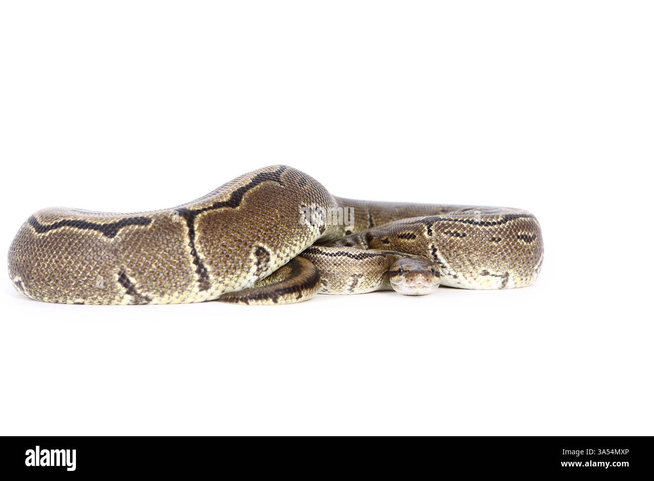 python boule Banque D'Images