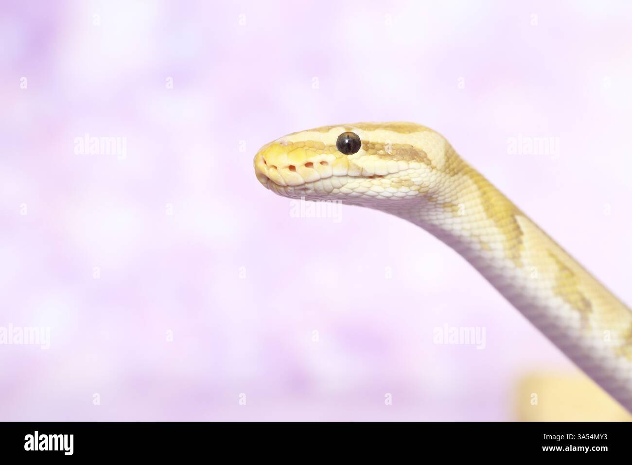 balle python banane pastel Banque D'Images