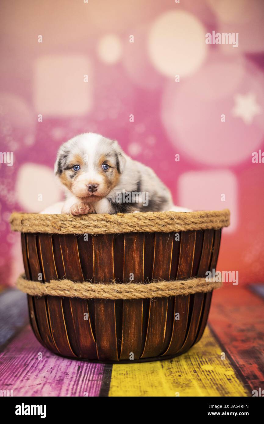 Chiot berger australien Banque D'Images