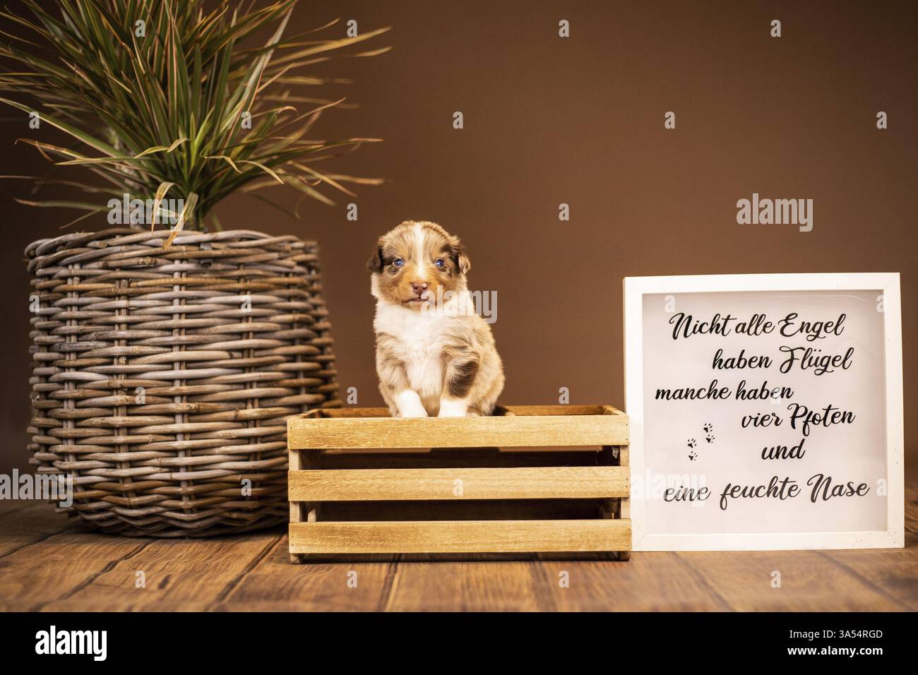 Chiot berger australien Banque D'Images