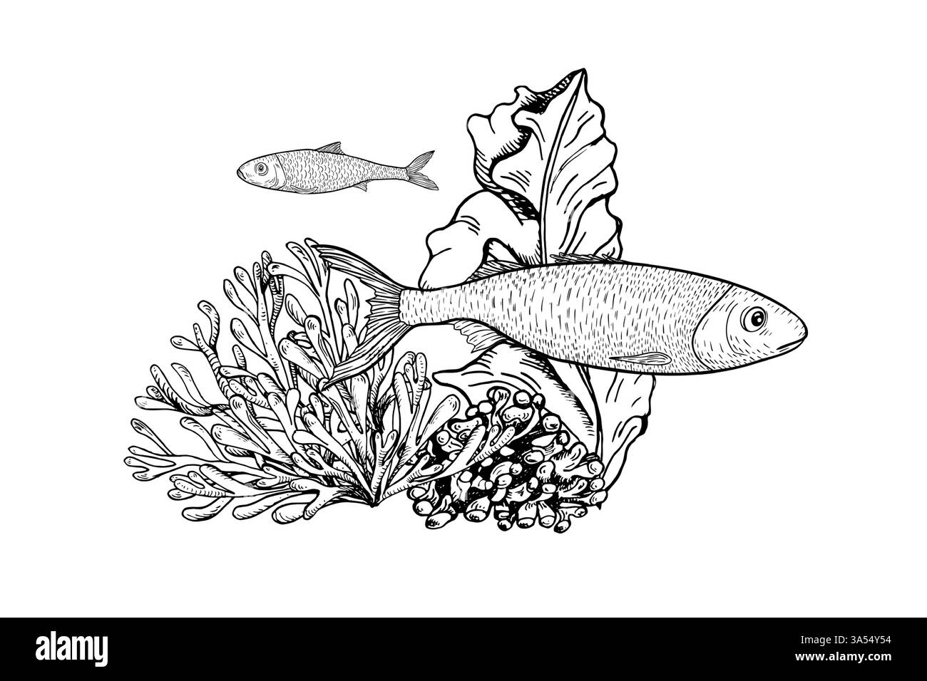Poisson de sardine nageant parmi le corail et les algues illustration vectorielle noir et blanc. Scène océanique monochrome dessinée à la main. Anchois, plantes marines gravant la douleur Illustration de Vecteur