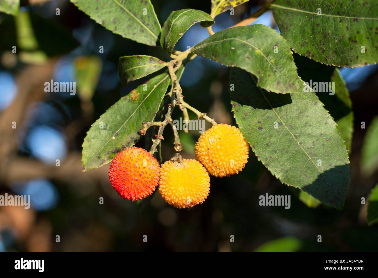 Gros plan de trois arboustes (Arbutus unedo) suspendus à une branche avec des feuilles vertes. Les fruits affichent différentes couleurs, du jaune au profond Banque D'Images