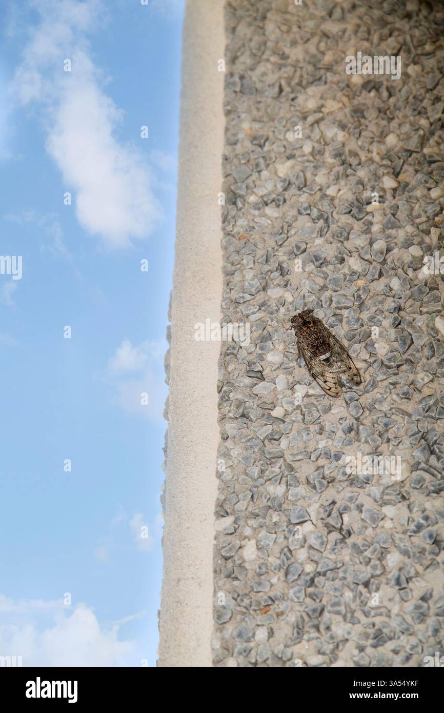 Une cigale se camoufle contre le mur rugueux d'un bâtiment pendant l'été. Sa texture et sa coloration se marient parfaitement avec la surface, showcasi Banque D'Images