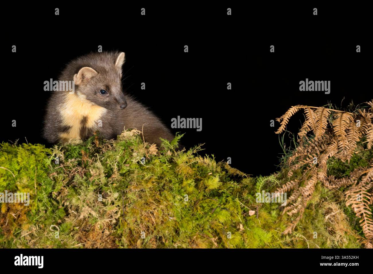 Pine Marten, Dumfries & Galloway, Écosse Banque D'Images